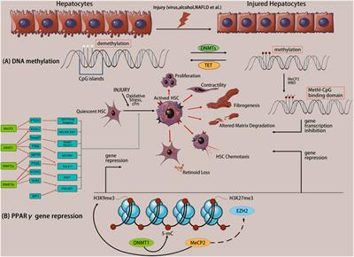 Role and mechanism of DNA methylation and its inhibitors in hepatic fibrosis